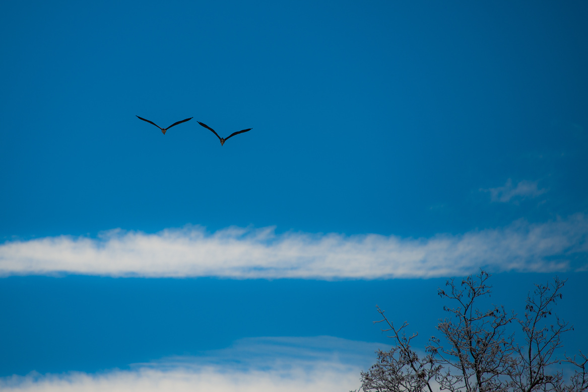 Two Herons in Flight